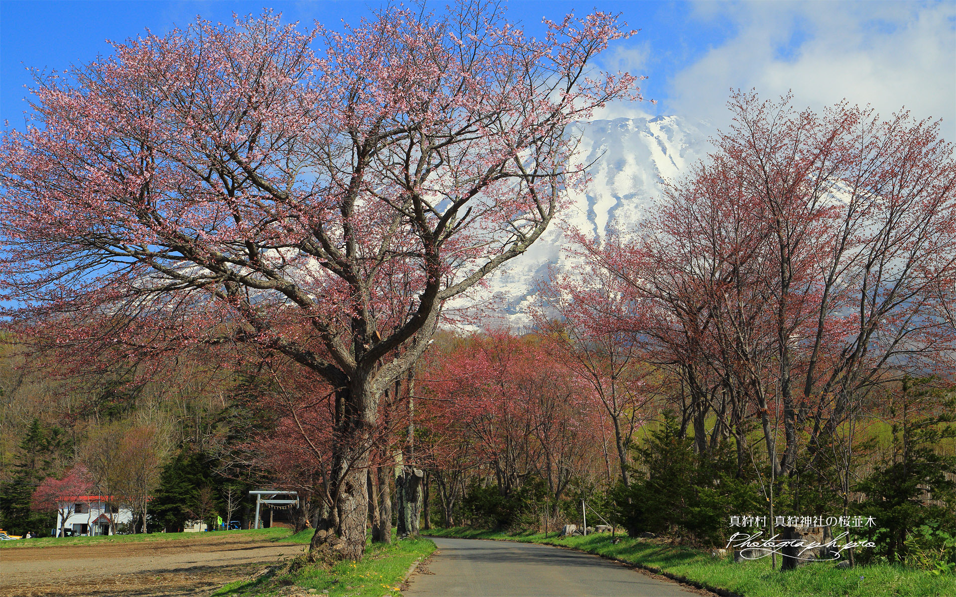 真狩神社の桜並木