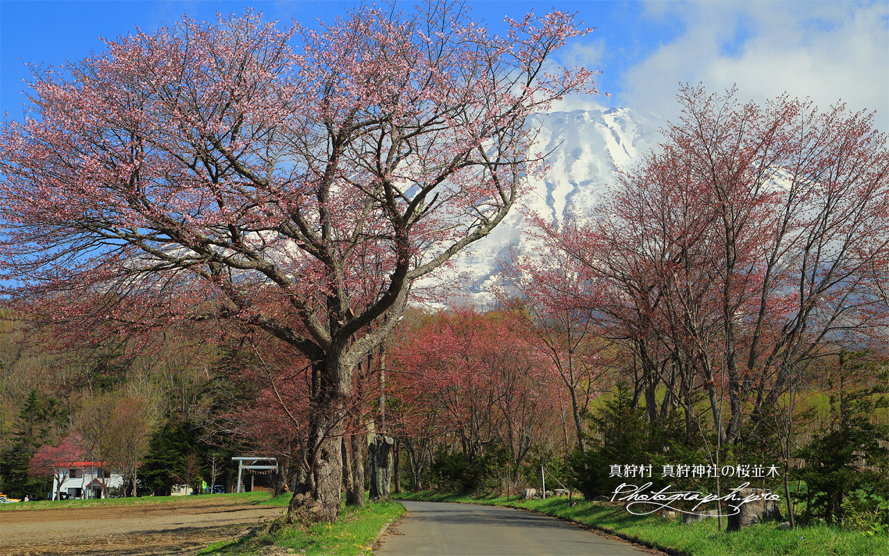真狩神社の桜並木 壁紙