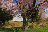 上南部の姫桜