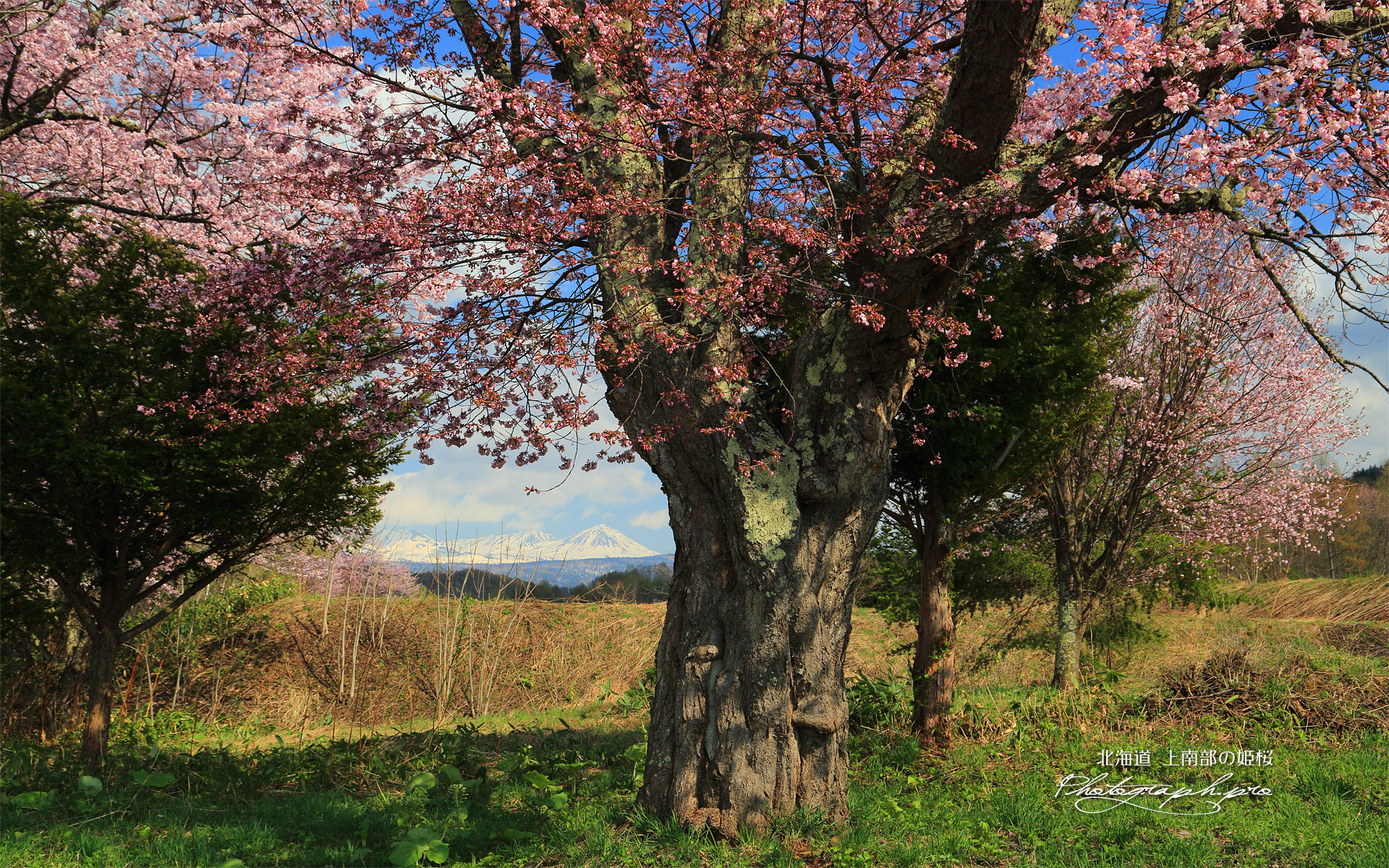 上南部の姫桜