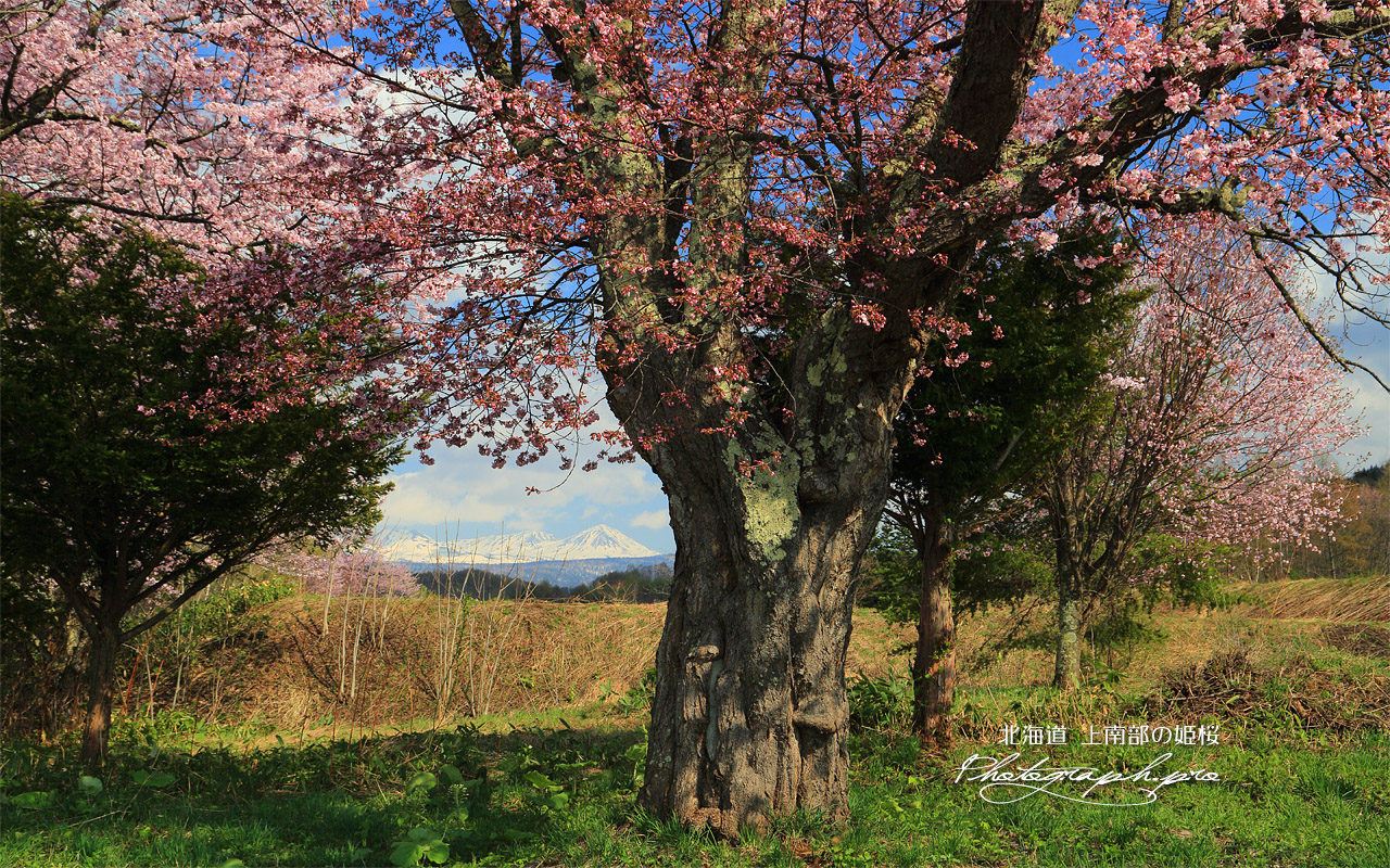 上南部の姫桜 壁紙