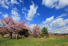 上南部の姫桜