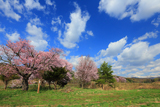上南部の姫桜