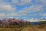 上南部の姫桜