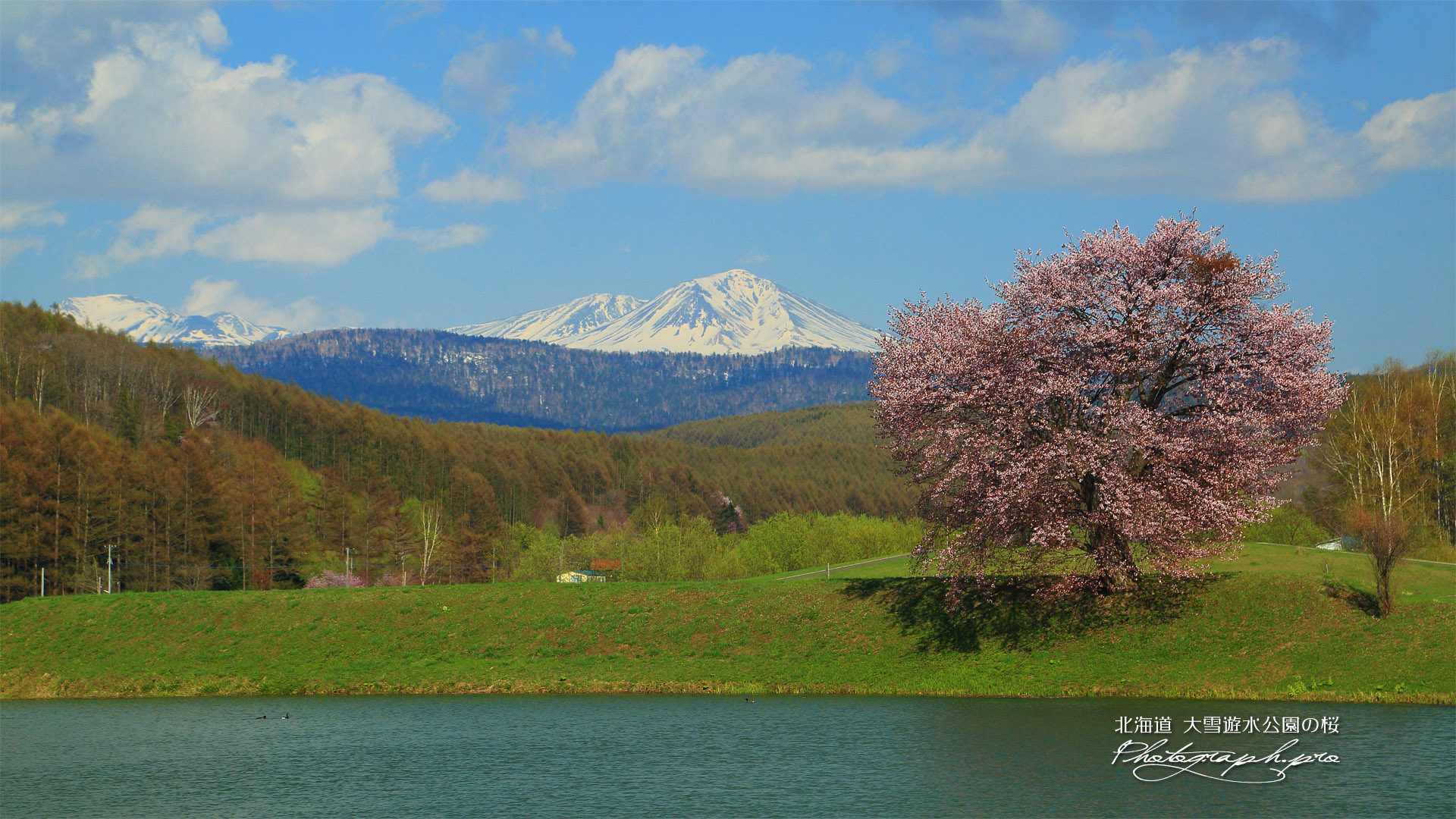 大雪遊水公園の桜