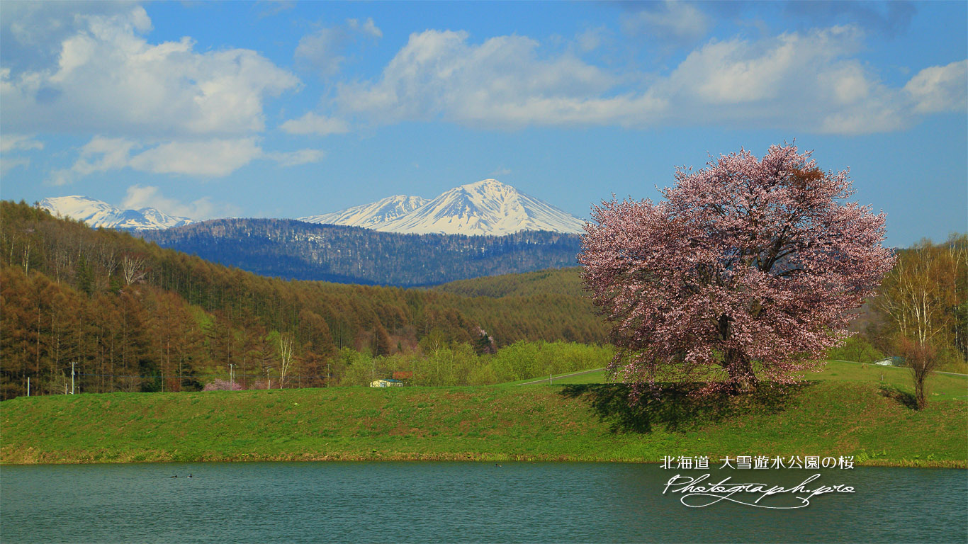 大雪遊水公園の桜 壁紙