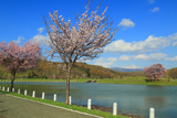 大雪遊水公園の桜