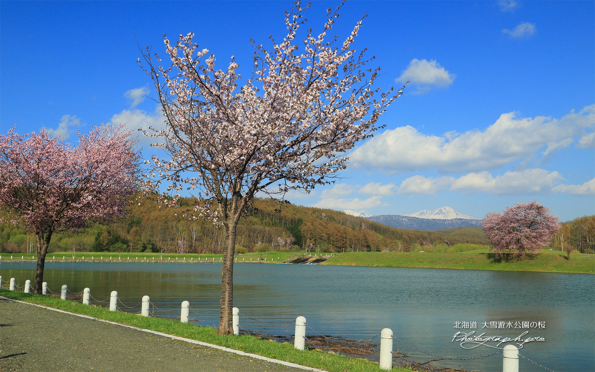 東川町 大雪遊水公園の桜