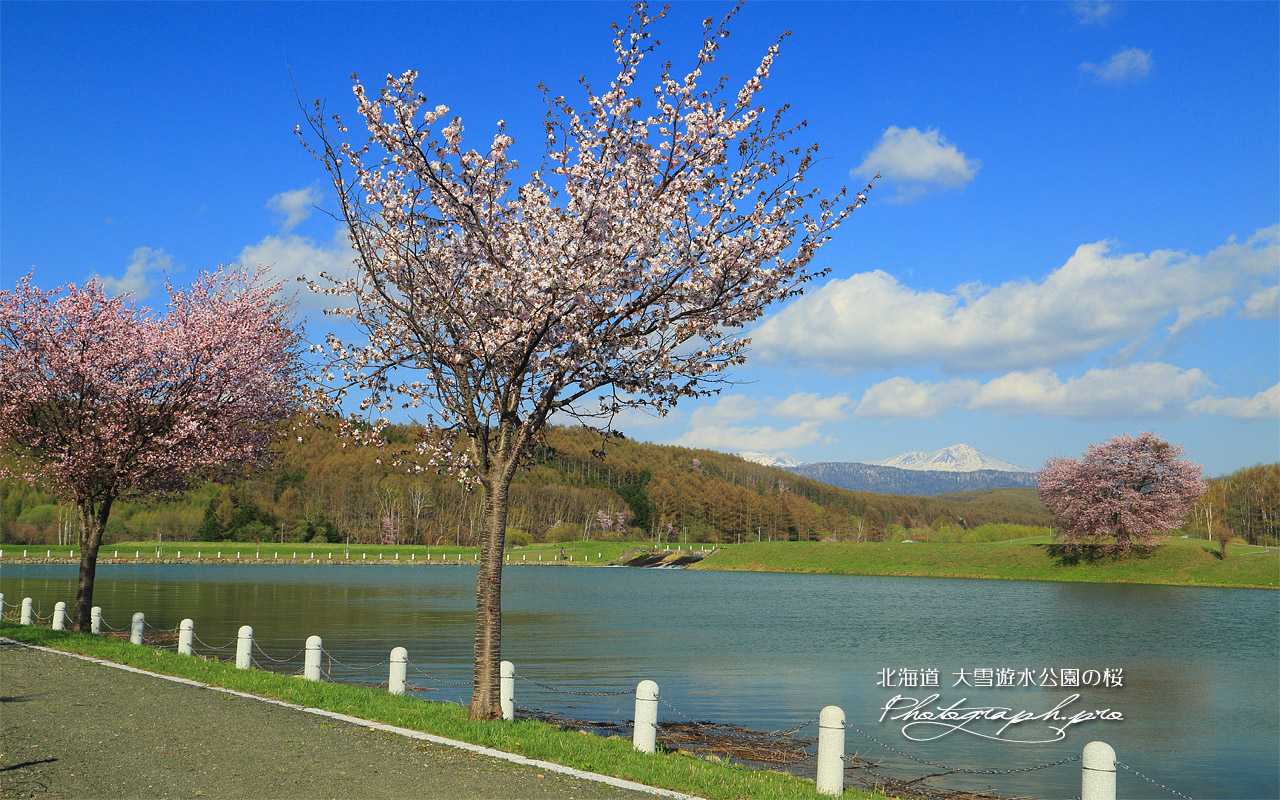東川町 大雪遊水公園の桜 壁紙