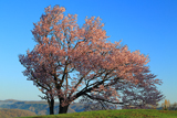 双子の桜