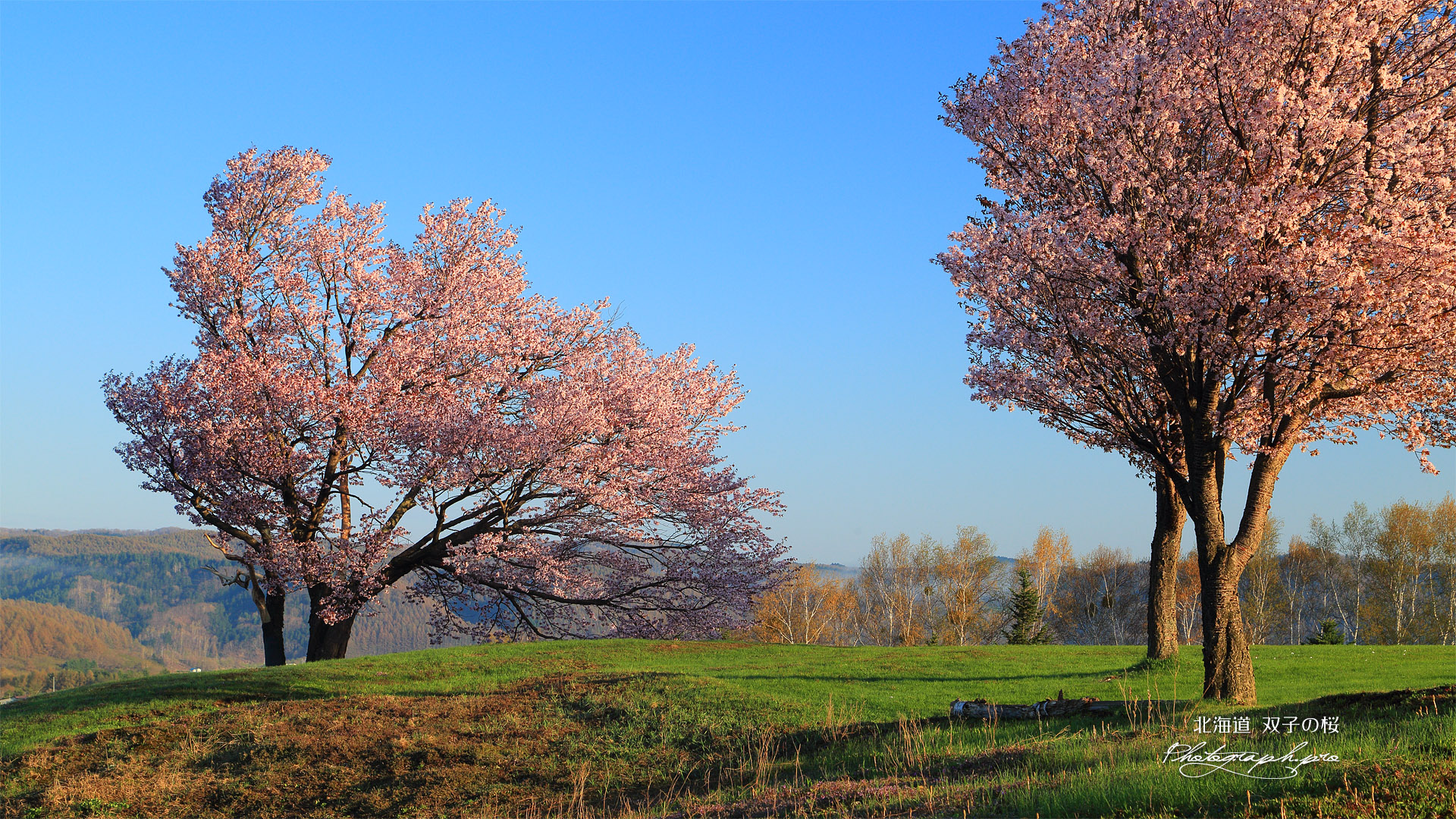 双子の桜