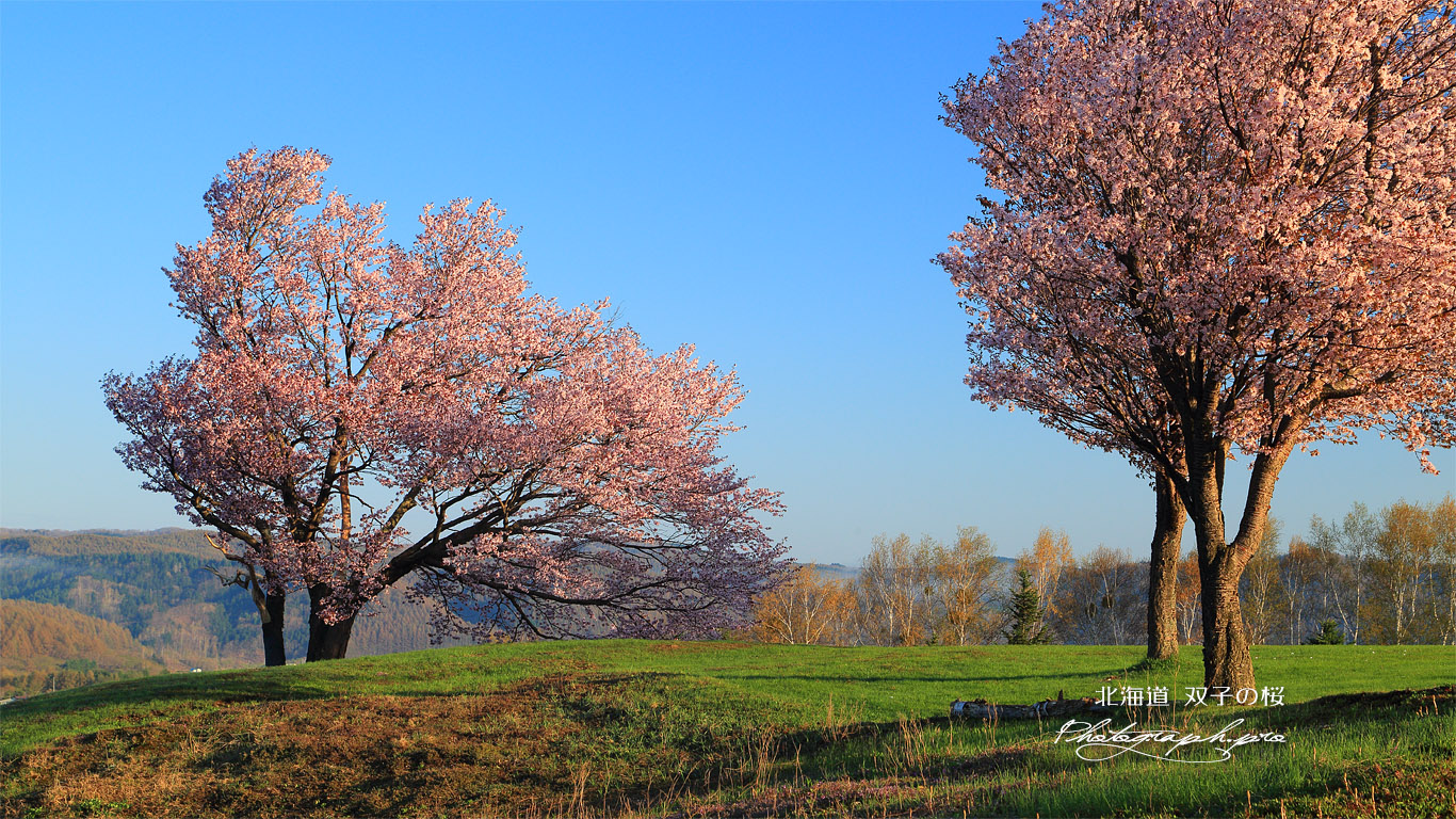双子の桜 壁紙