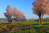 双子の桜