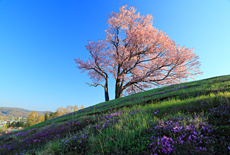 双子の桜
