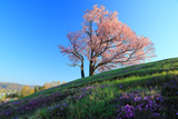 双子の桜
