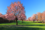 津別町 自然運動公園の桜