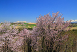 深山峠さくら園の桜