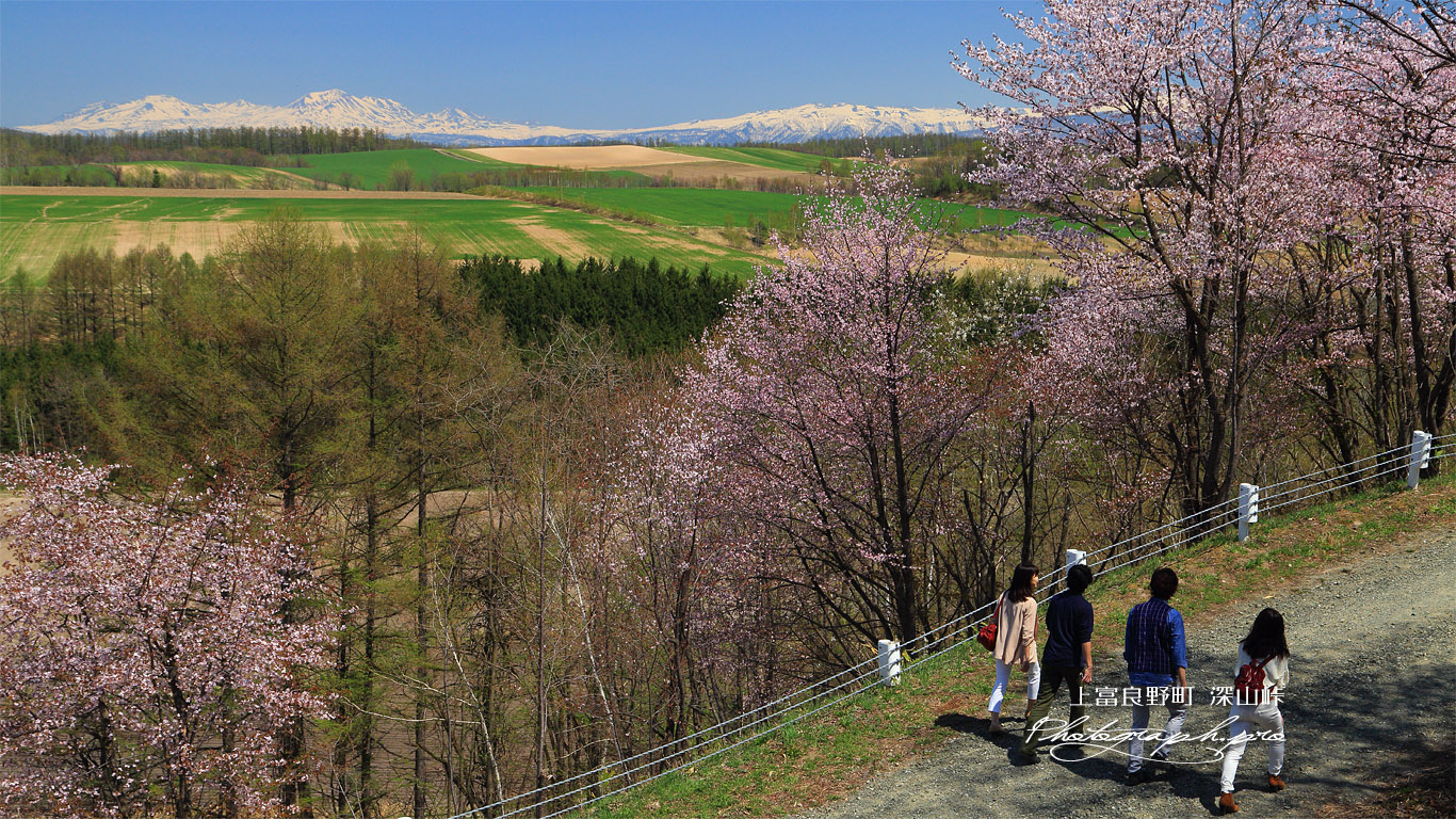 上富良野町 深山峠さくら園の報徳道路 壁紙