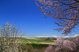 深山峠さくら園の桜