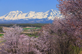 深山峠さくら園の桜