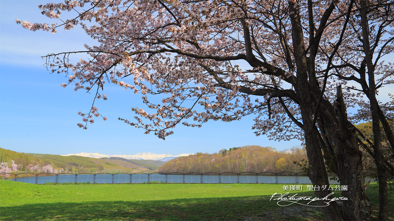 聖台ダム公園の桜 壁紙