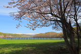聖台ダム公園の桜