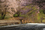 聖台ダム公園の桜