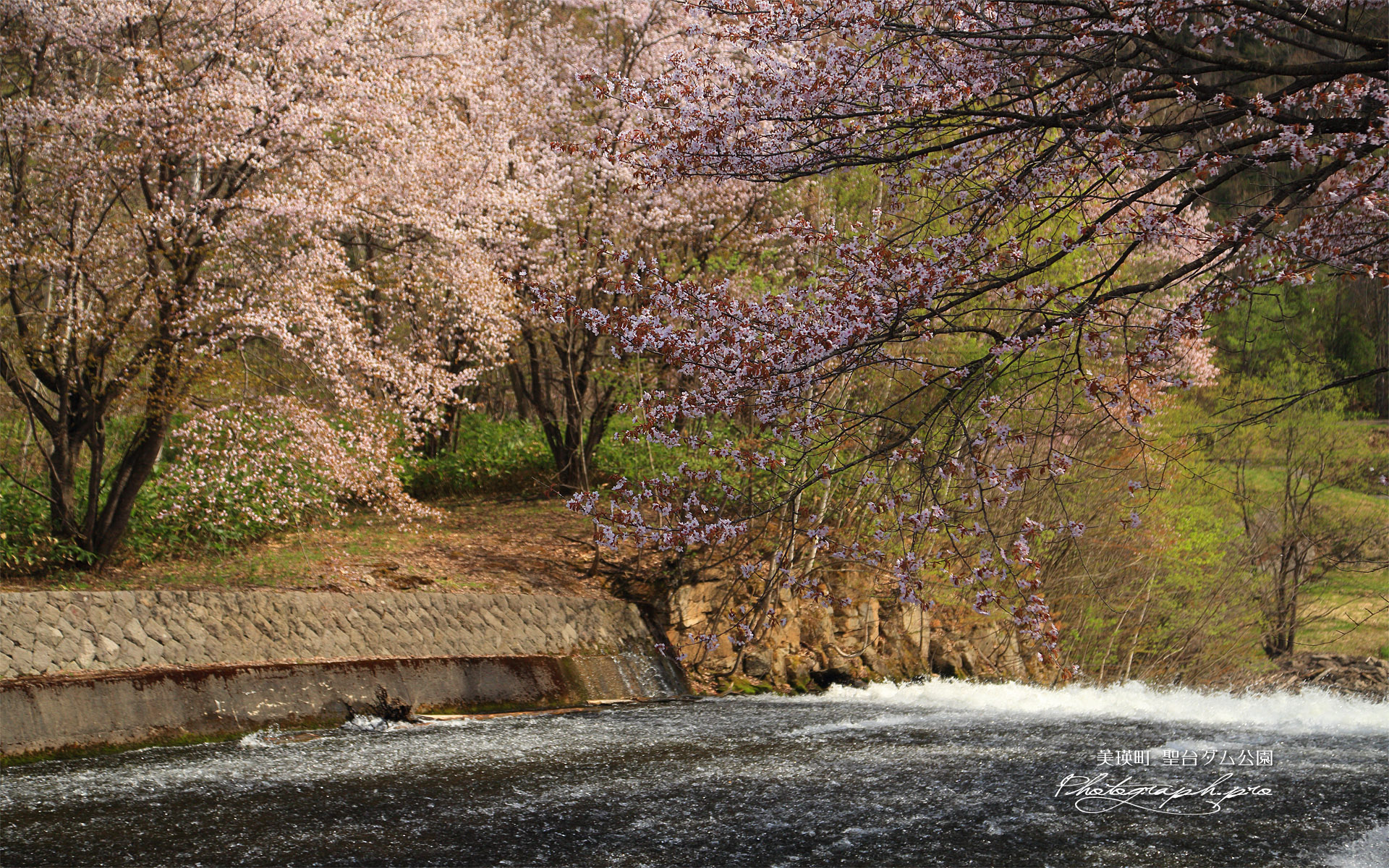聖台ダム公園の桜
