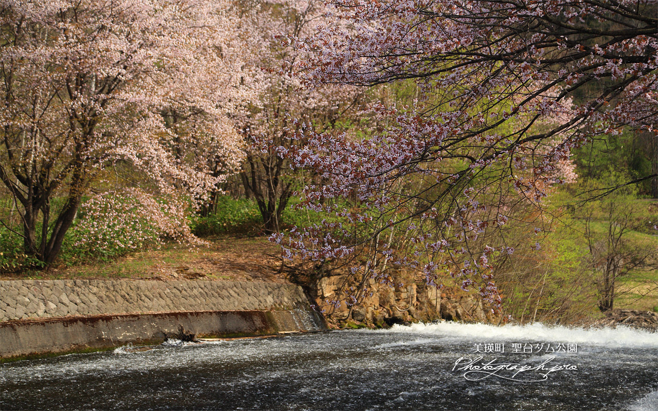 聖台ダム公園の桜 壁紙