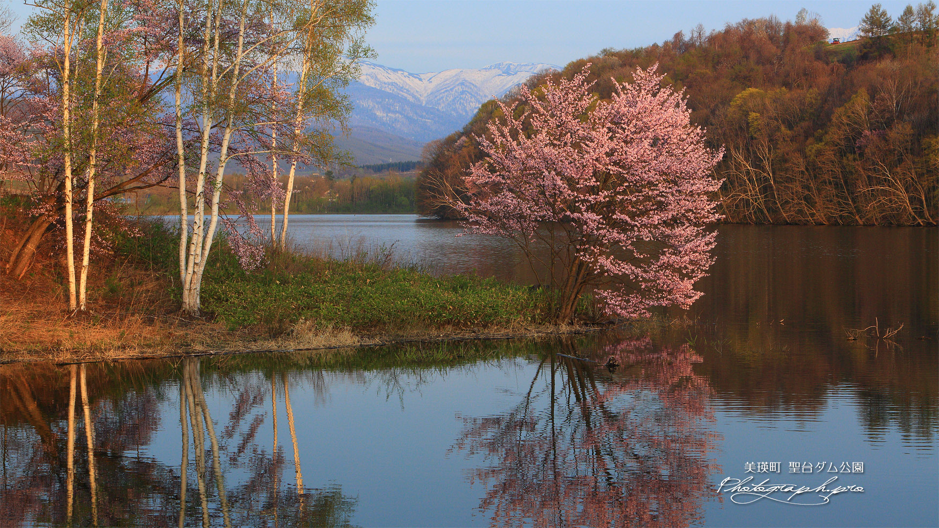 聖台ダム公園の桜