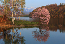 聖台ダム公園の桜