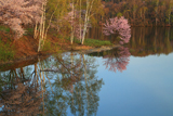 聖台ダム公園の桜