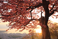 天狗桜