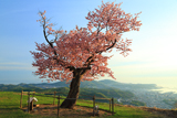 天狗桜