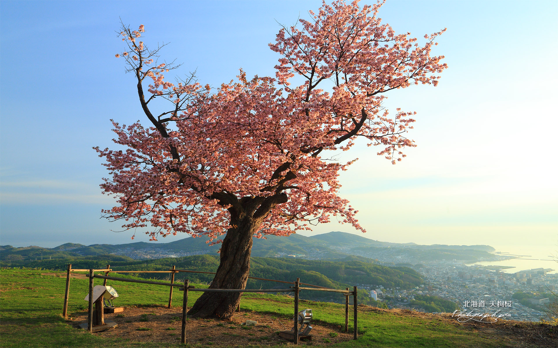 天狗桜