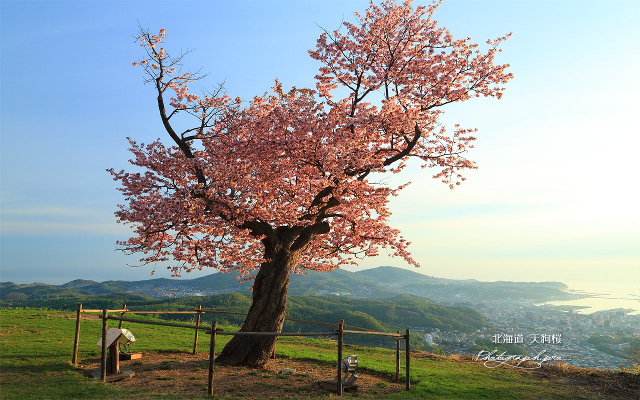 天狗桜 壁紙