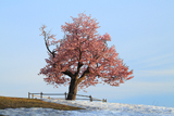 小樽の天狗桜