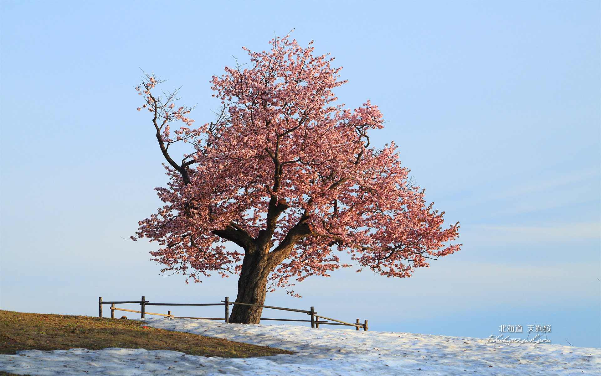 小樽の天狗桜