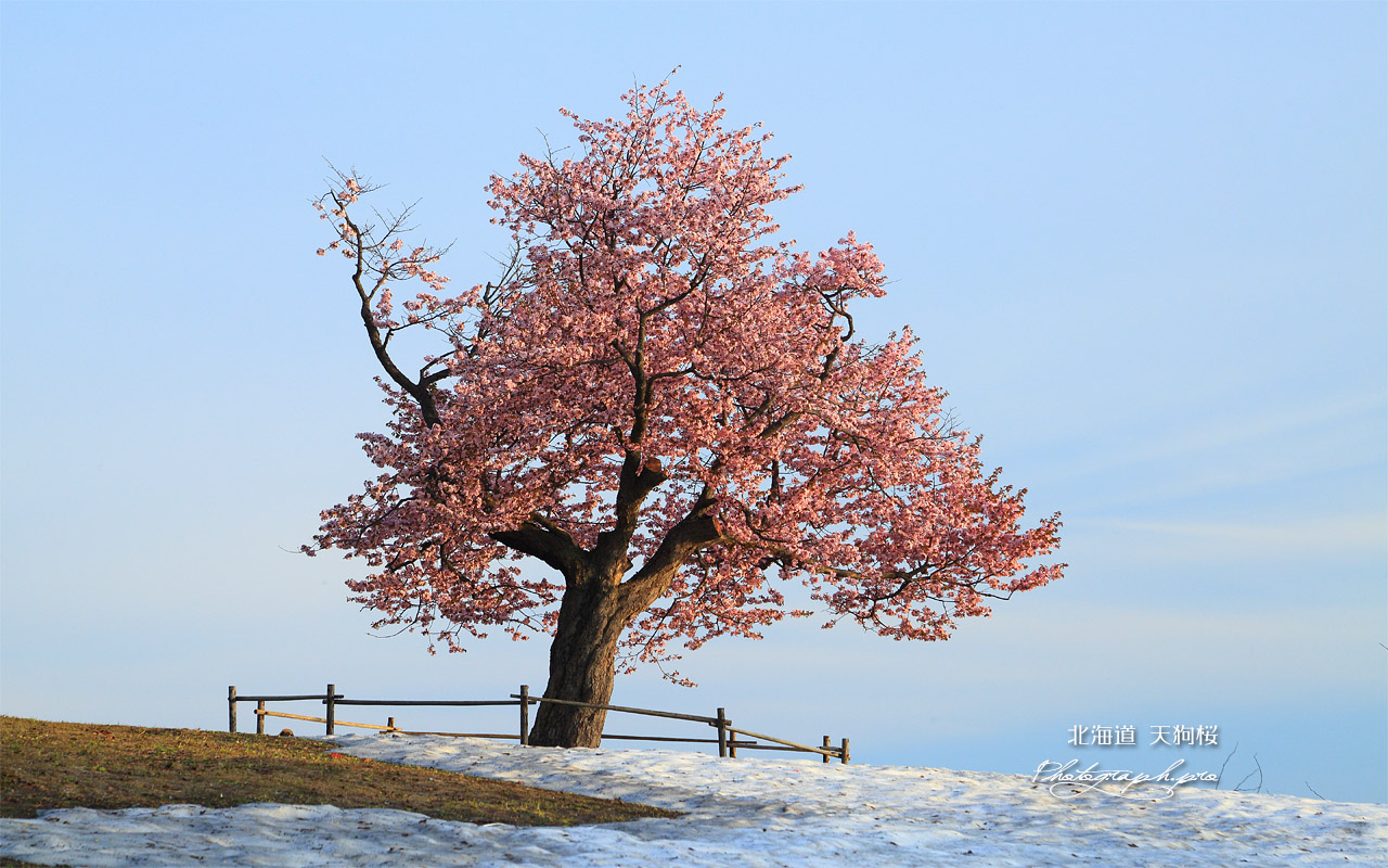小樽の天狗桜 壁紙