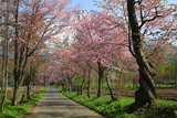 真狩神社の桜並木