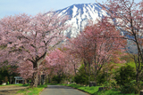 真狩神社の桜並木