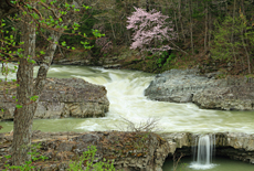 三段滝の桜