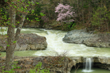 三段滝の桜