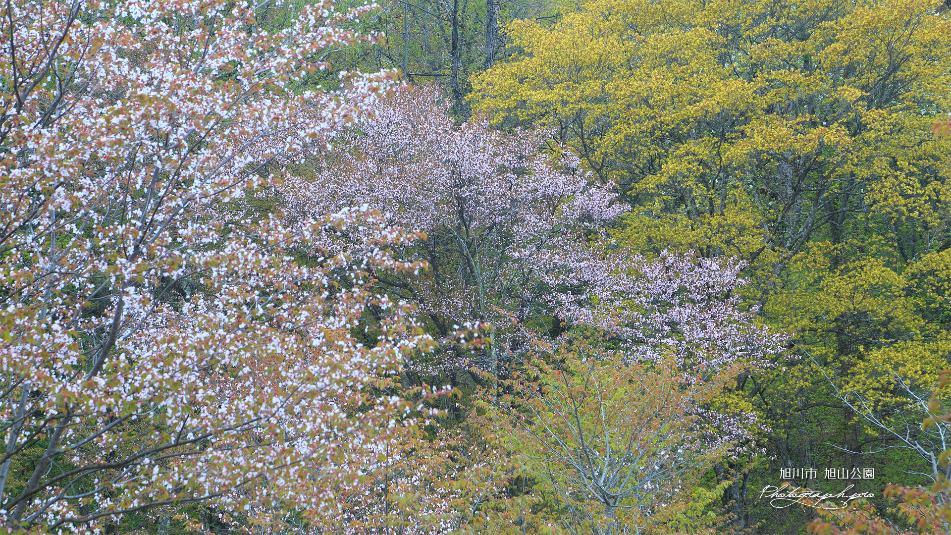 旭川市 旭山公園の桜