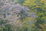 旭川市 旭山公園の桜