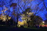 旭川市 旭山公園の夜桜