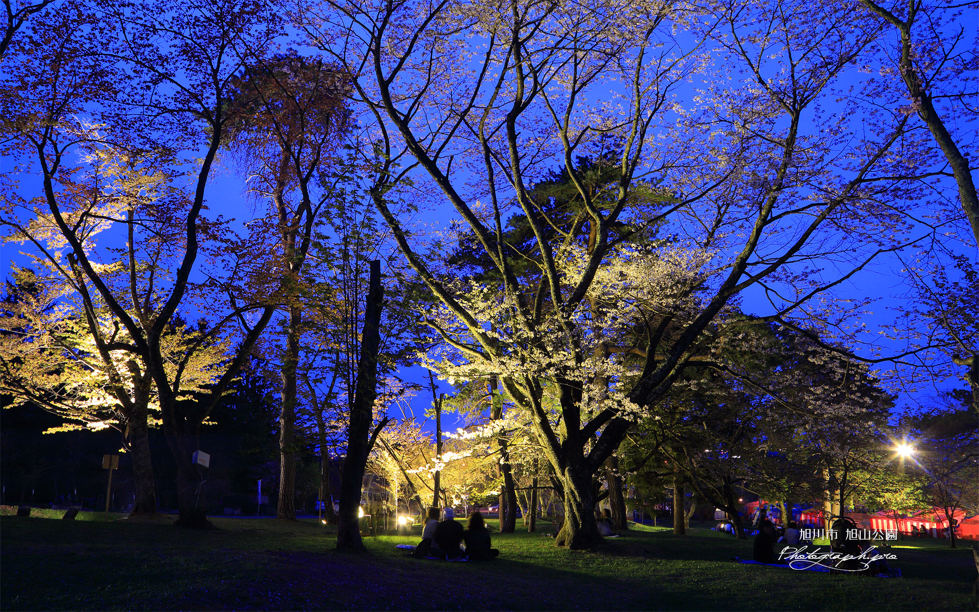 旭川市 旭山公園の夜桜