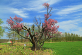 小清水町保存樹木桜