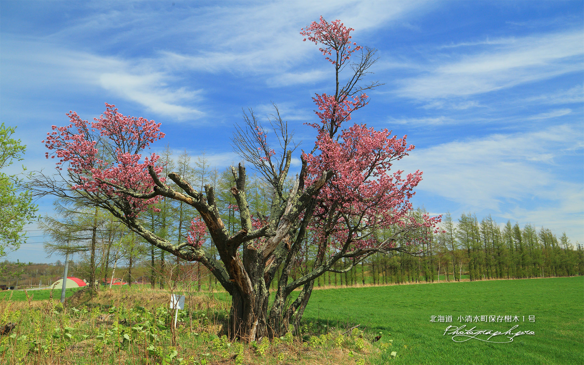 小清水町保存樹木桜