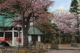 弟子屈神社の御神木